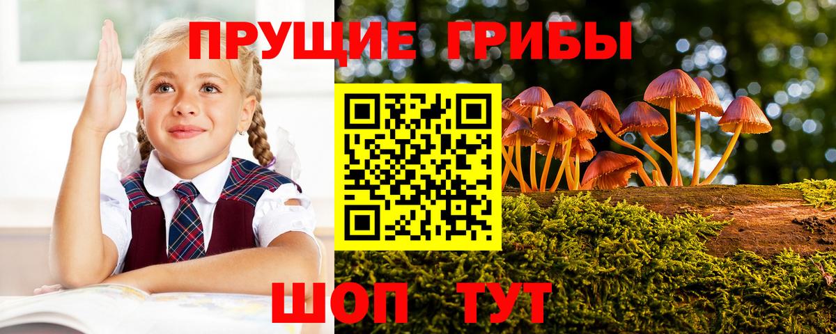 Псилоцибиновые грибы Psilocybine cubensis Красноуфимск